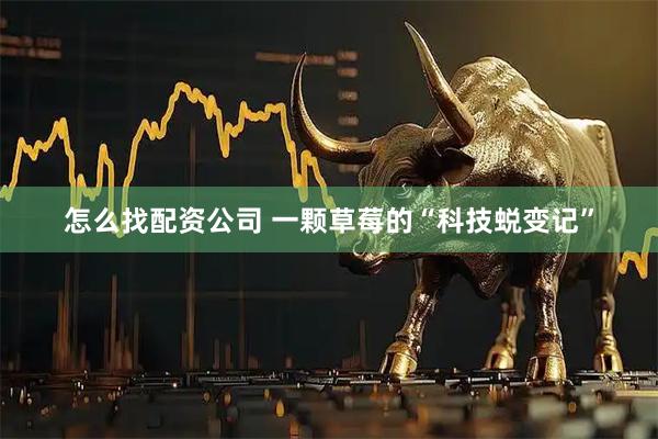 怎么找配资公司 一颗草莓的“科技蜕变记”